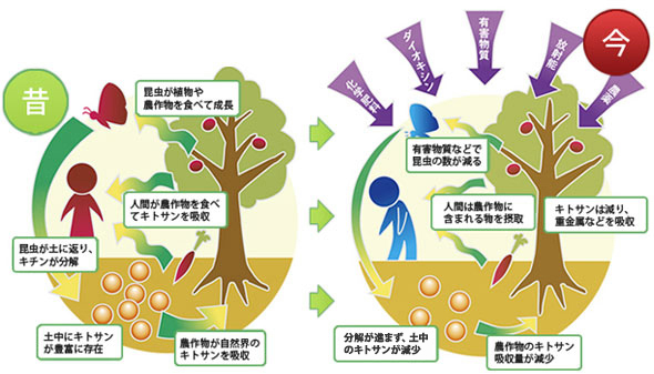 キトサン 効果 キチン